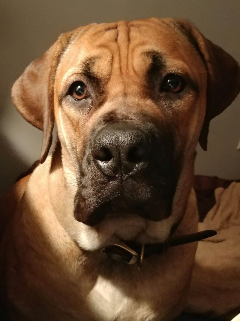 Boerboel