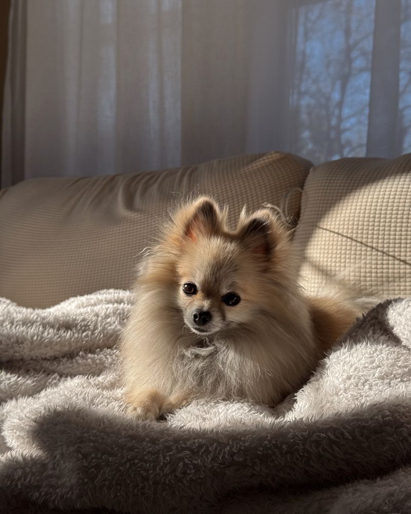 Pomeranian