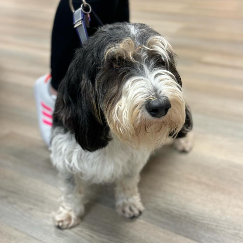 Petit Basset Griffon Vendéen