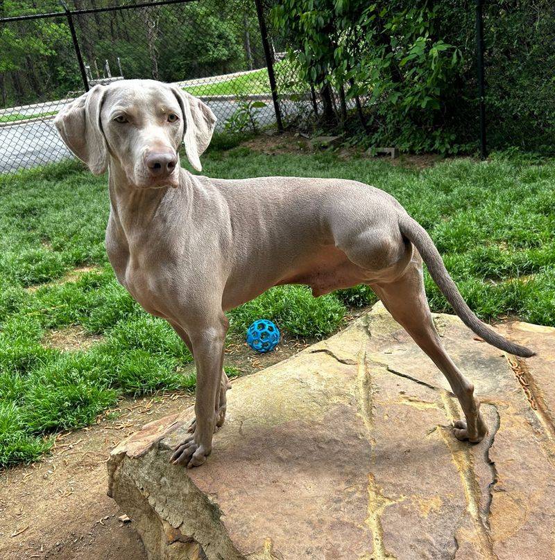 Weimaraner