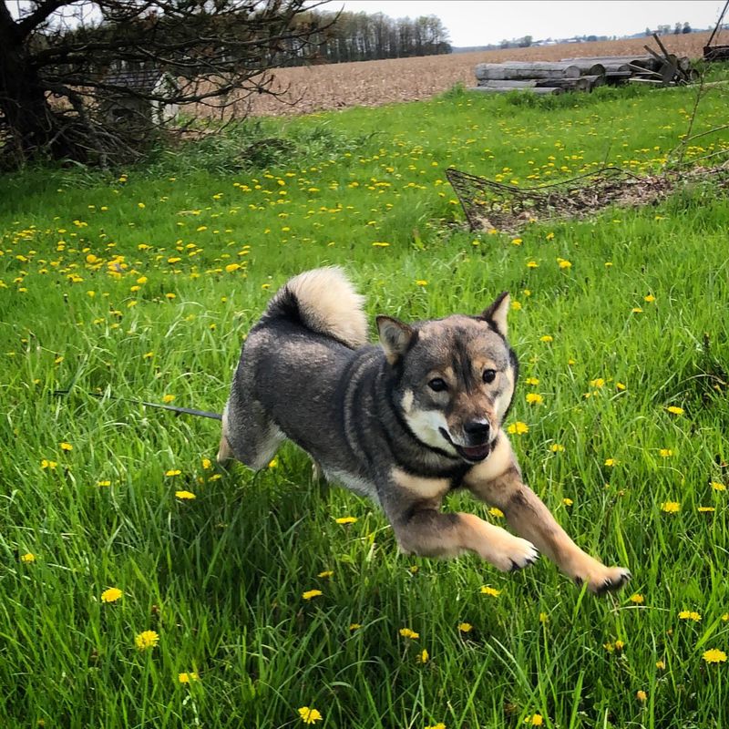 Hokkaido Inu