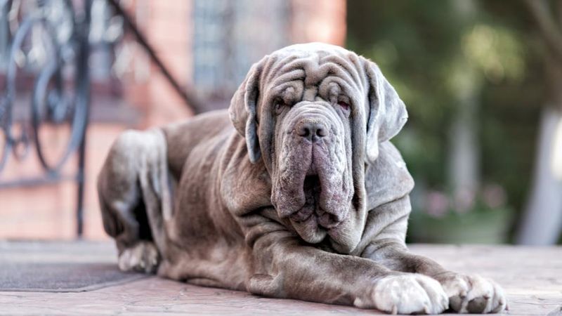 Neapolitan Mastiff