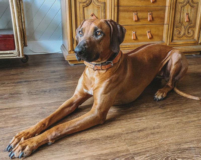 Rhodesian Ridgeback