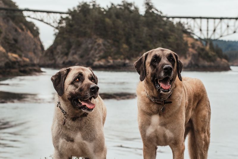 Anatolian Shepherd