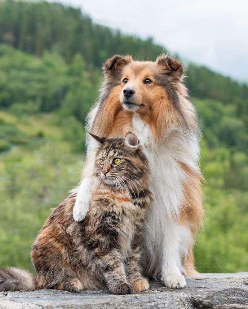Sheltie