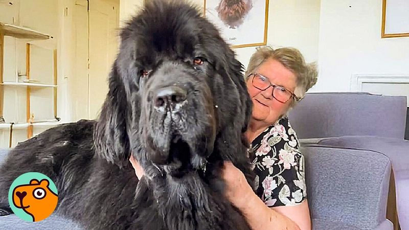 Newfoundland