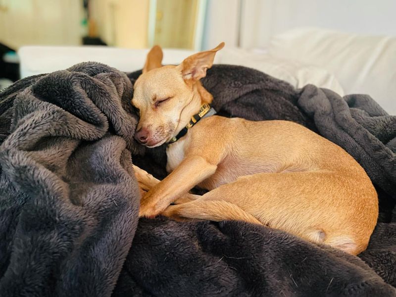 Chihuahua