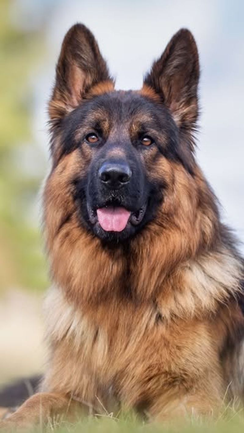 German Shepherd
