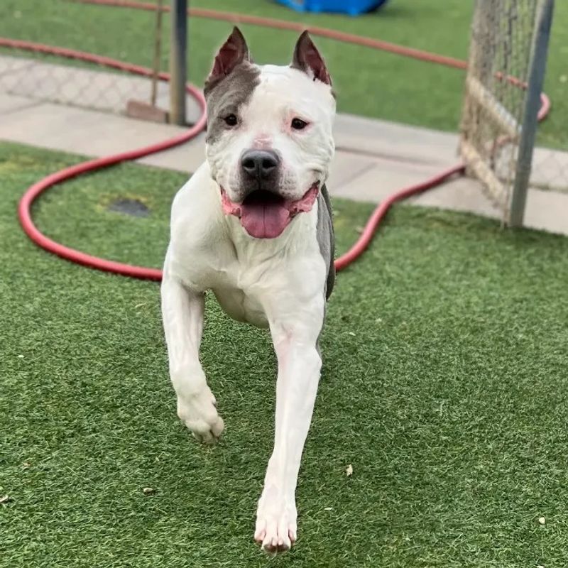 American Pit Bull Terrier