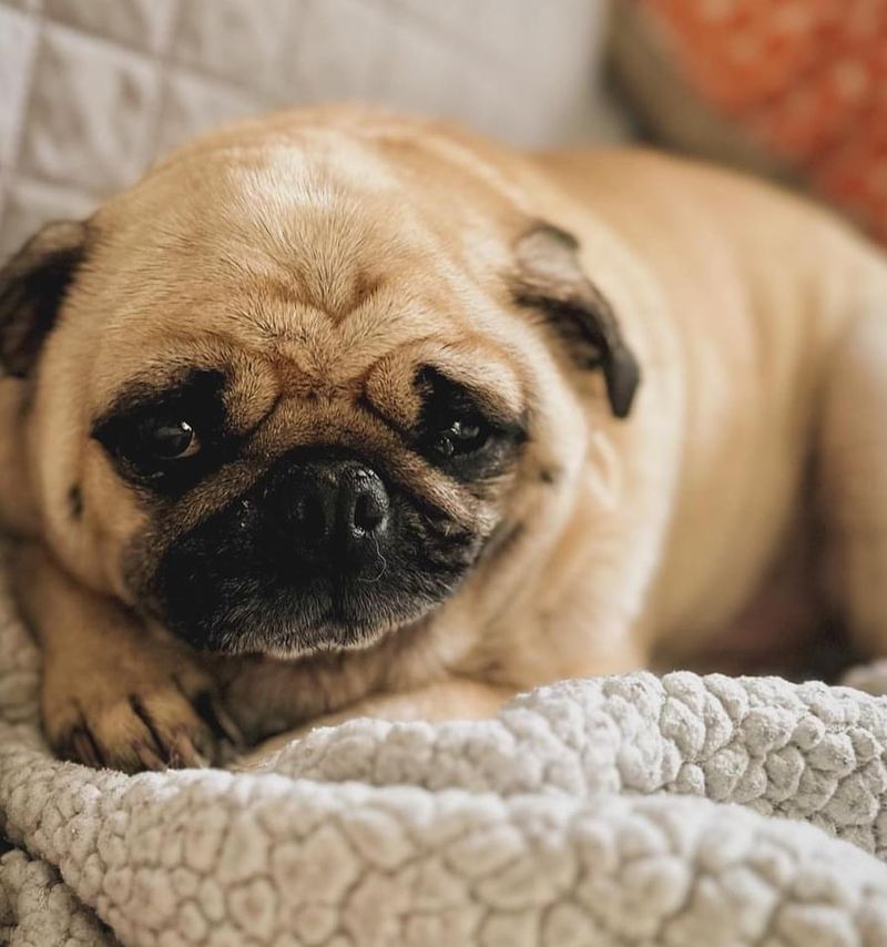 Pug