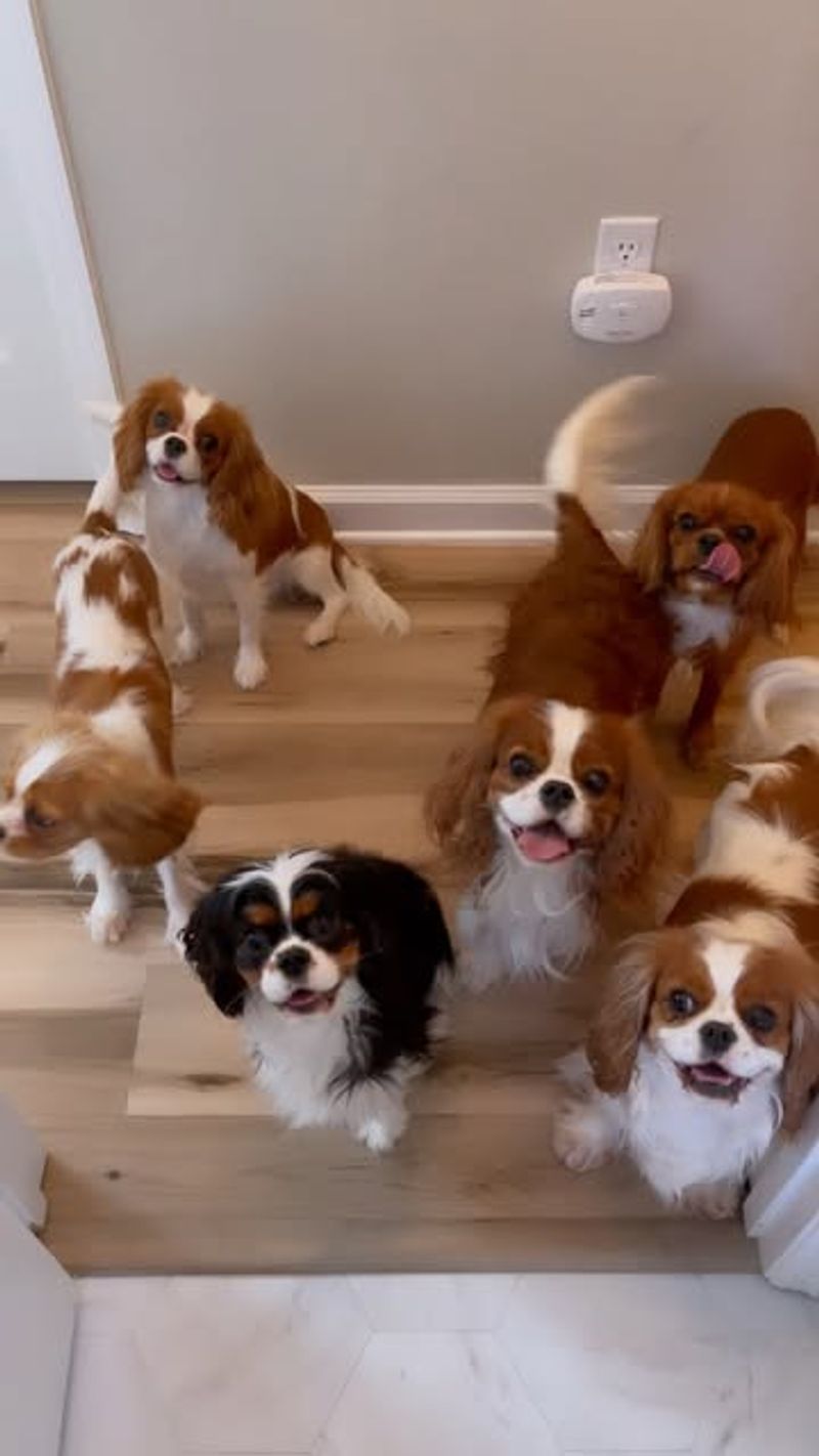 Cavalier King Charles Spaniel
