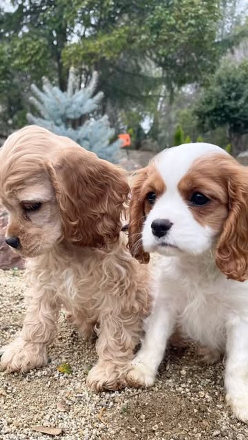 Cavalier King Charles Spaniel