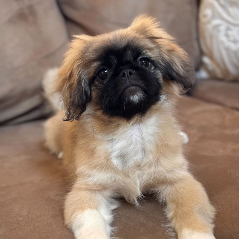 Pekingese