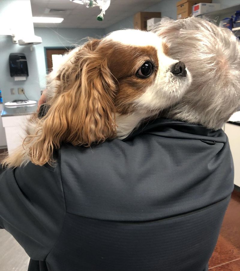 Cavalier King Charles Spaniel