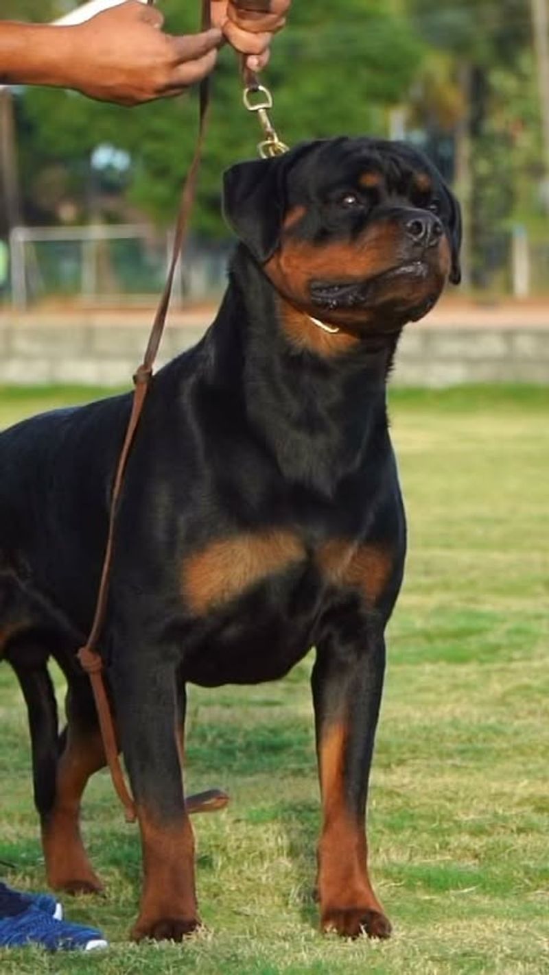 Rottweiler