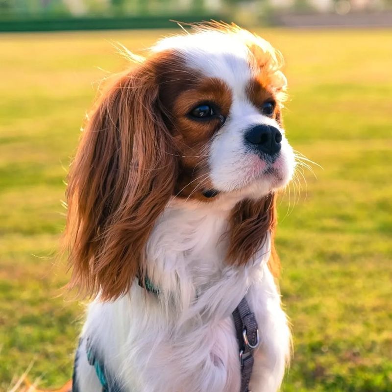 Cavalier King Charles Spaniel