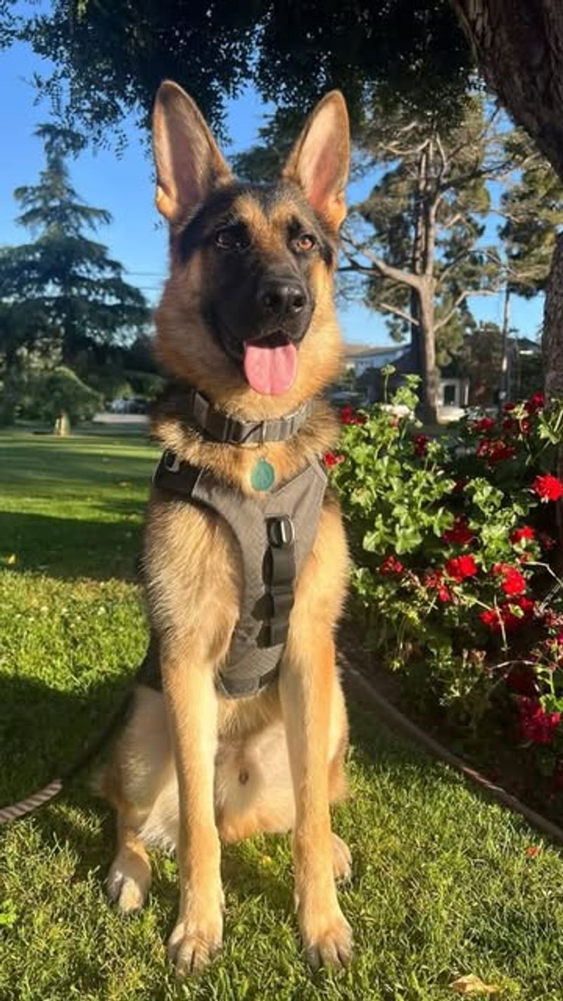 German Shepherd
