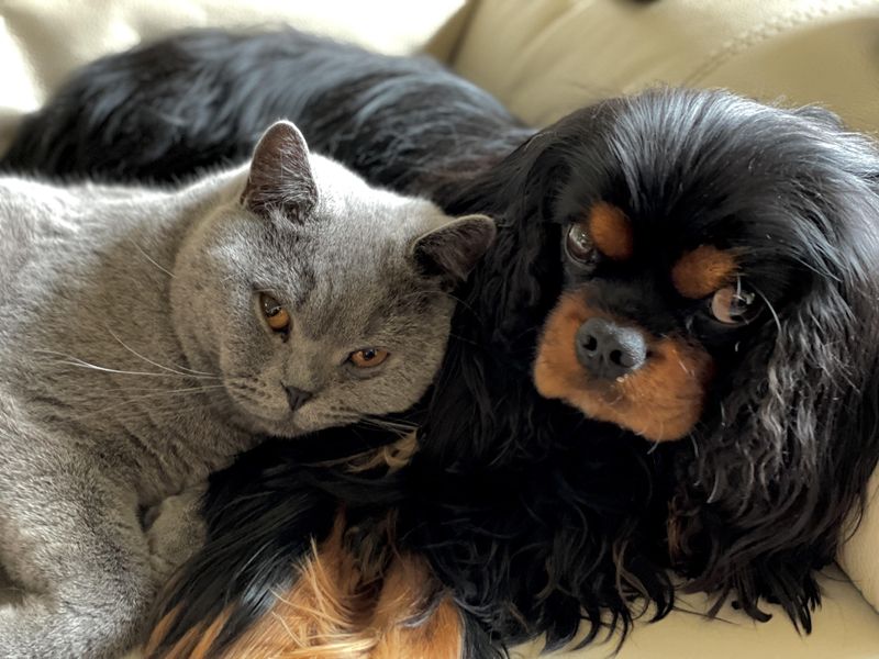 Cavalier King Charles Spaniel