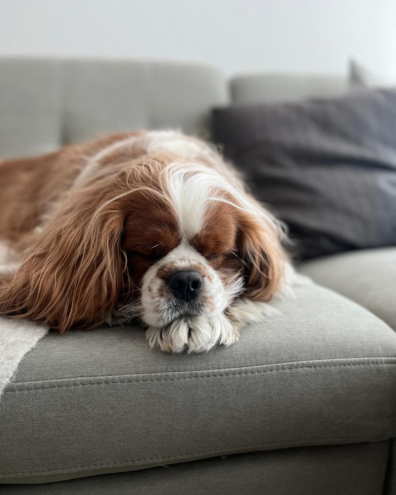 Cavalier King Charles Spaniel