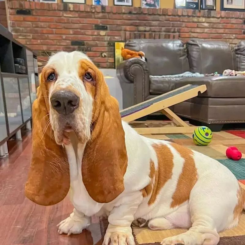 Basset Hound