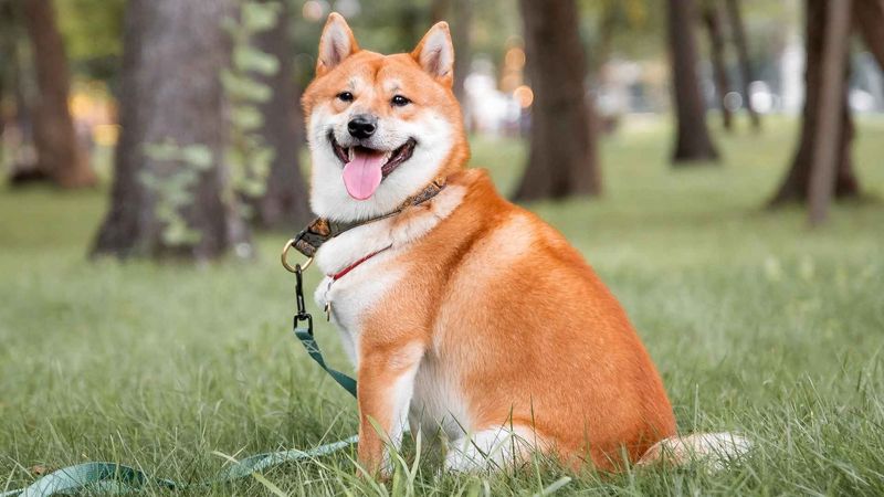 Shiba Inu