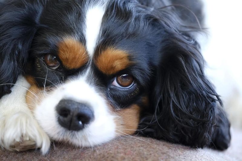 Cavalier King Charles Spaniel