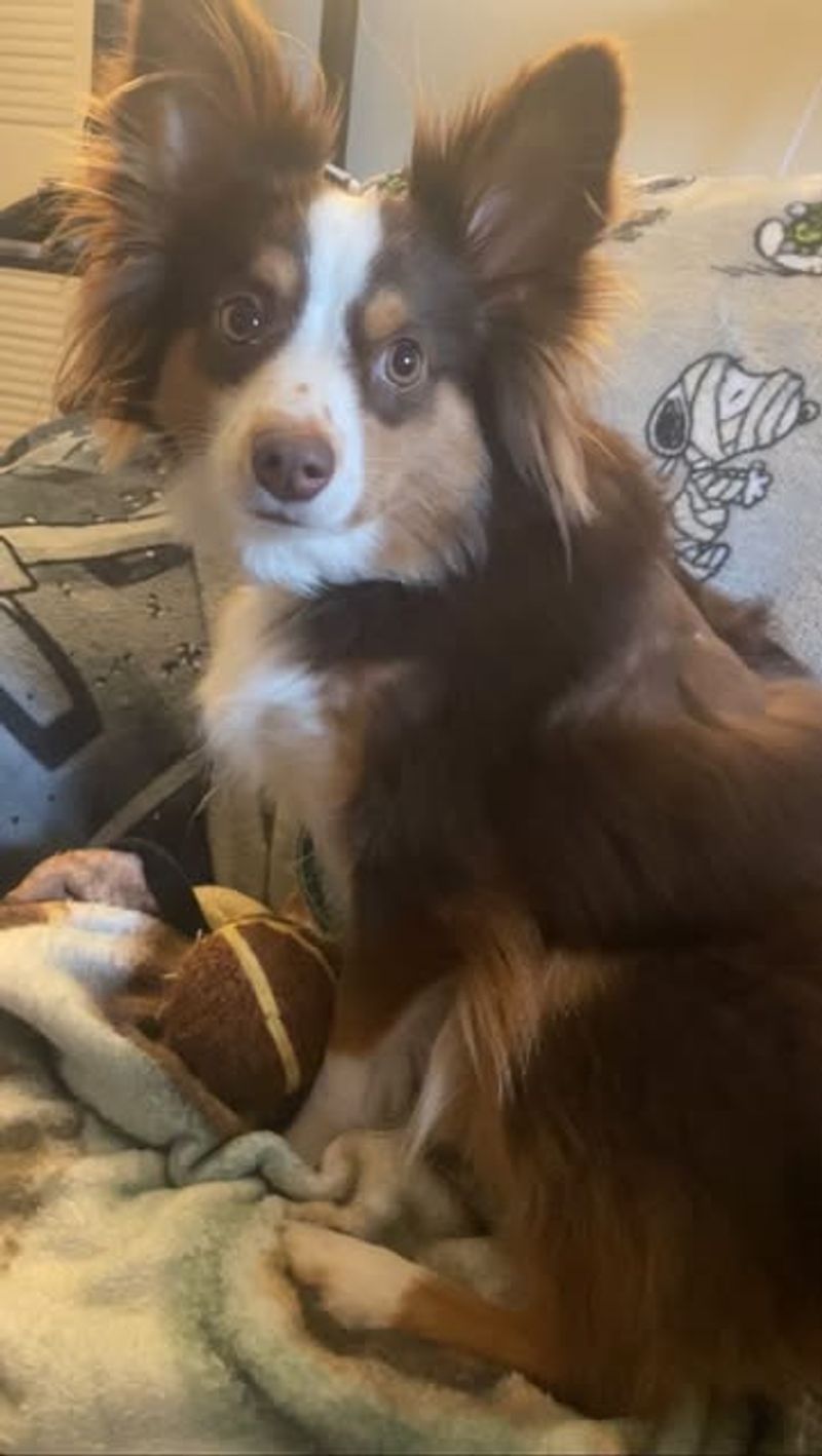 Australian Shepherd