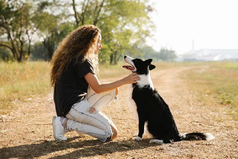 Border Collie