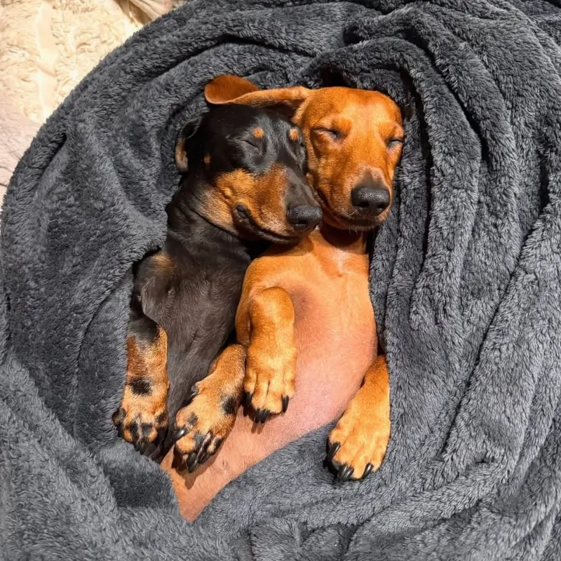 Dachshund