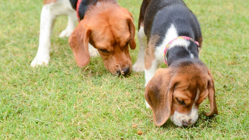 Sniffing Around