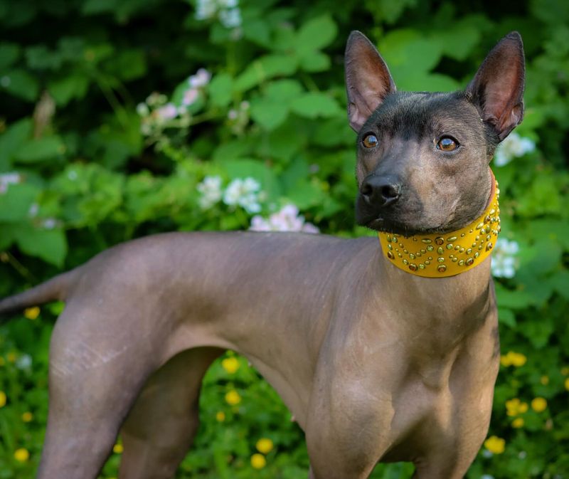 Xoloitzcuintli
