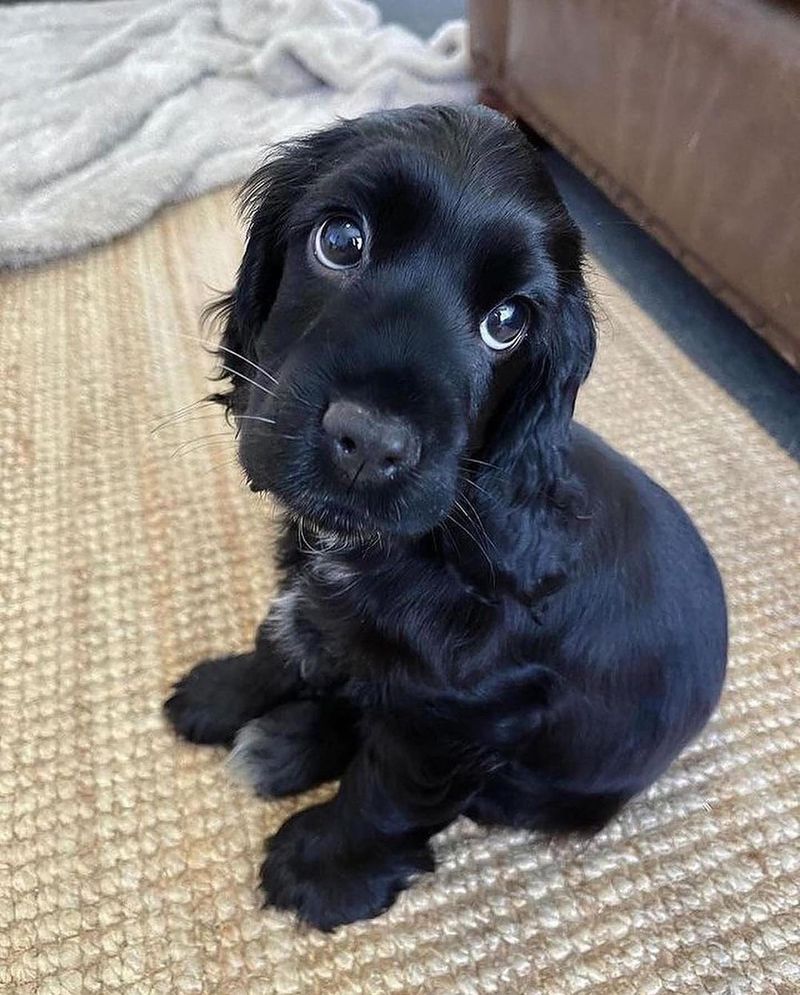 Giving You Puppy Eyes