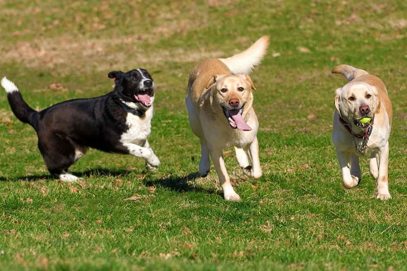 Meeting Other Dogs