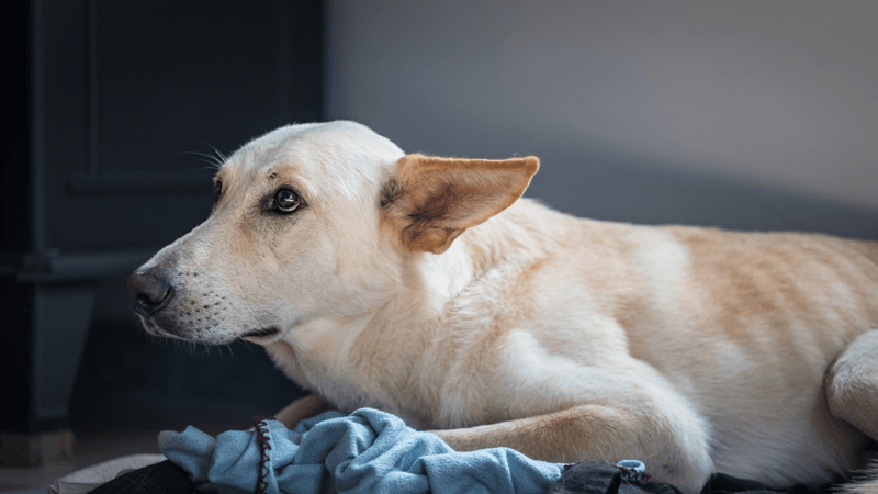 Ignoring Signs of Stress