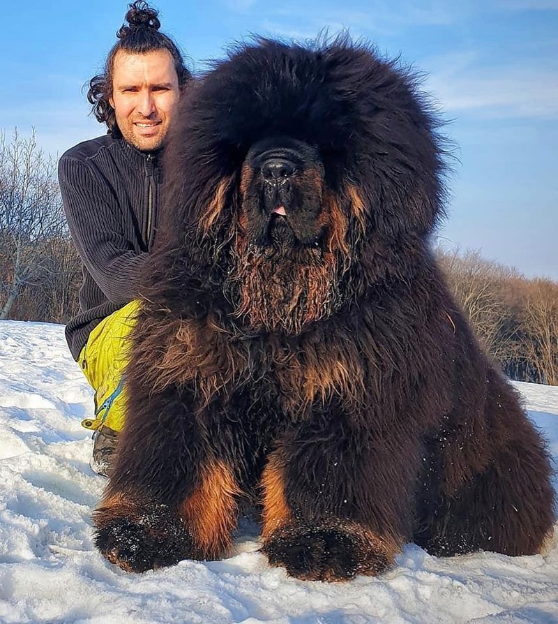 Tibetan Mastiff