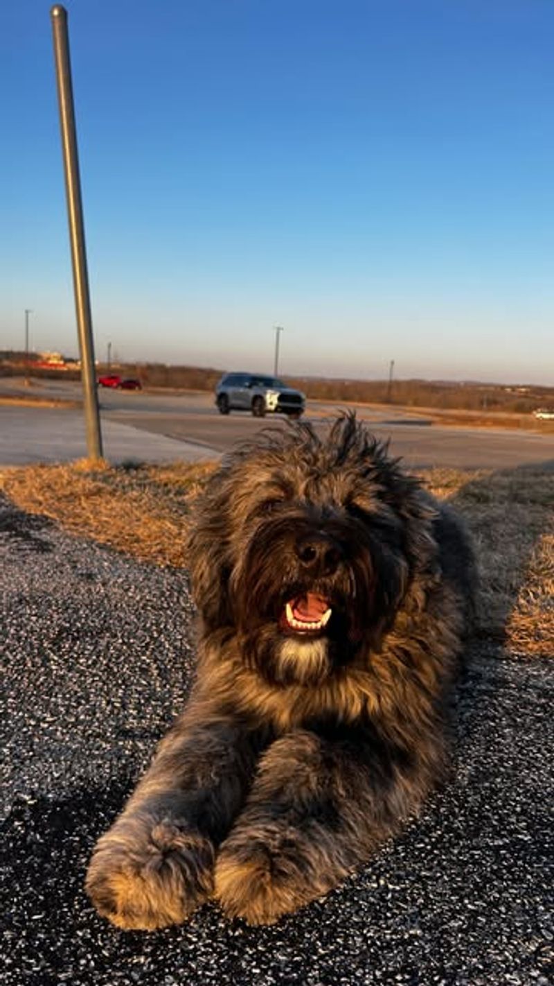 Bouvier des Flandres
