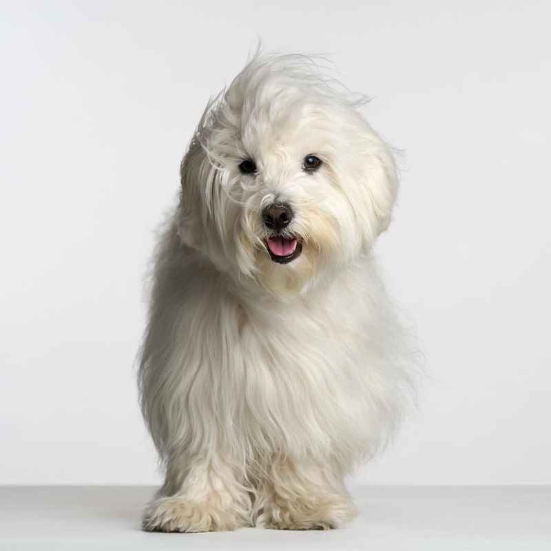 Coton de Tulear