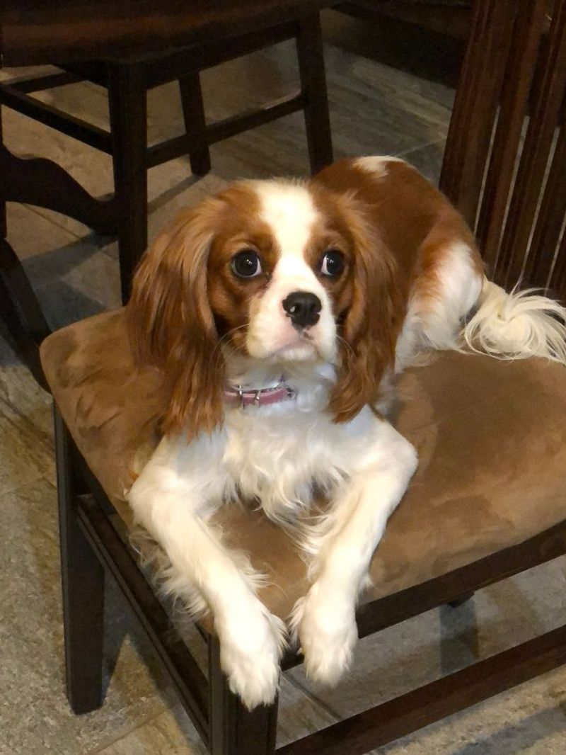 English Toy Spaniel