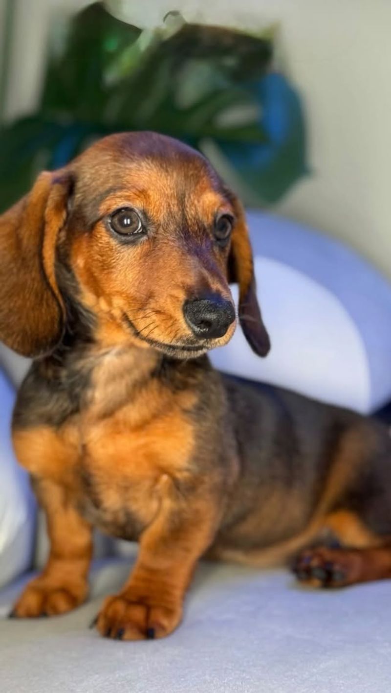 Dachshund