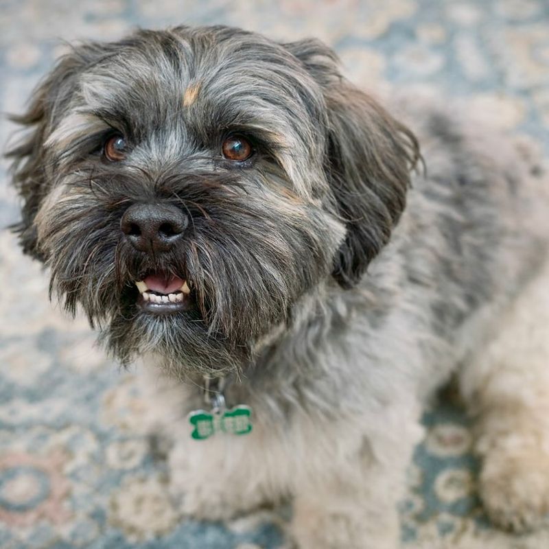 Havanese