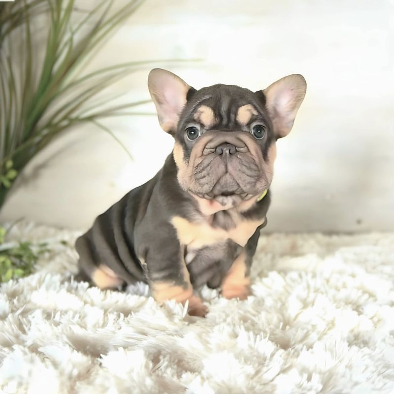 French Bulldog