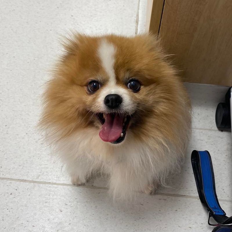 Pomeranian