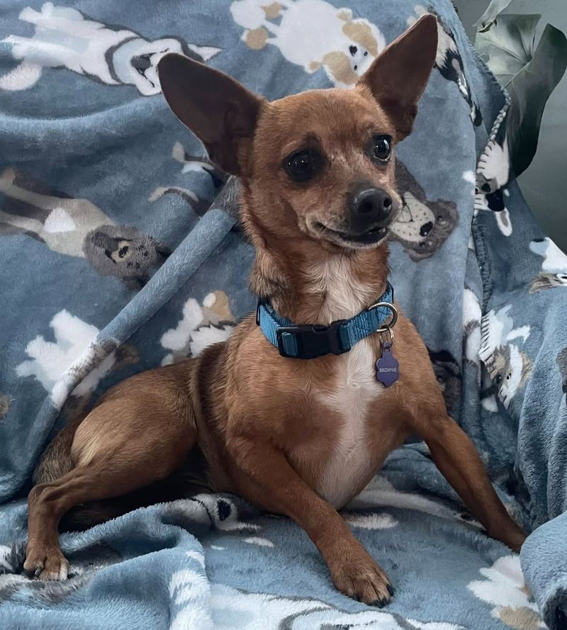 Chihuahua