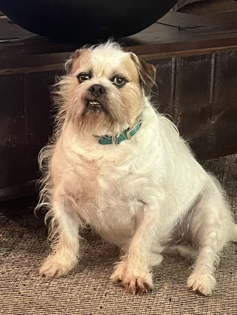 Shih Tzu Bulldog Mix