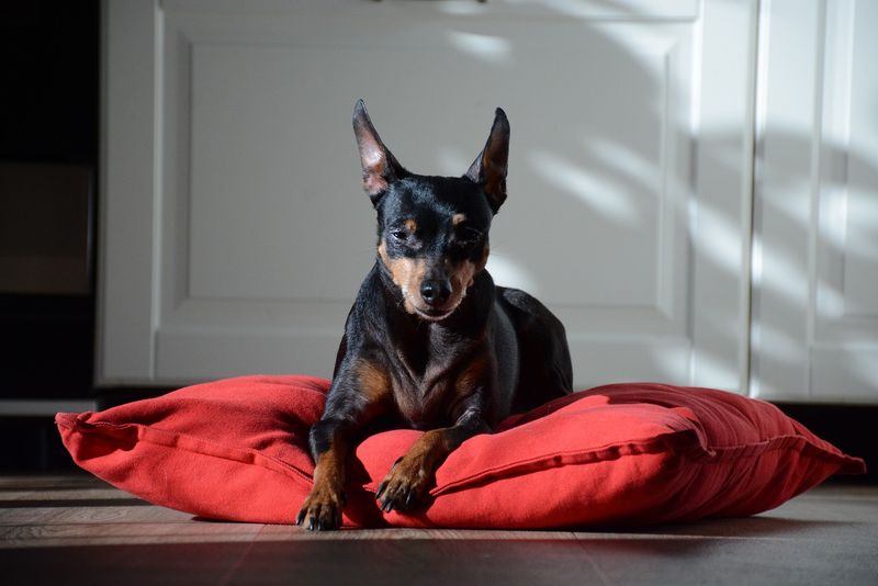 Miniature Pinscher