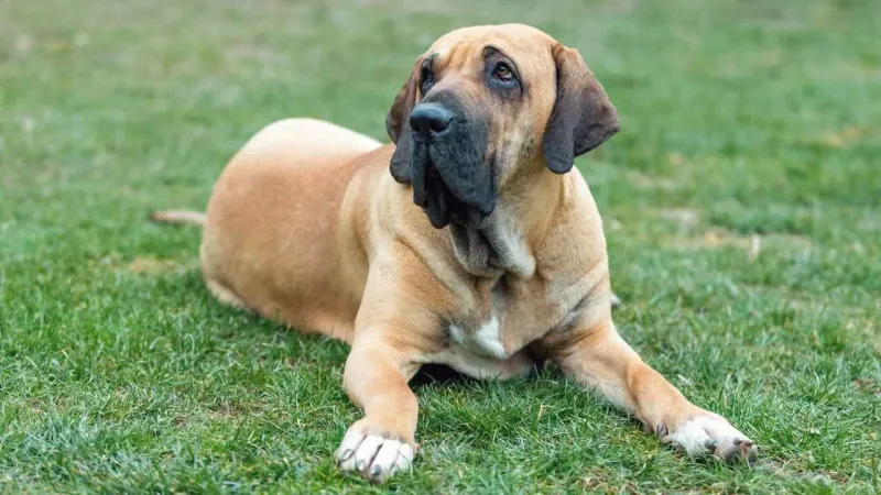 Fila Brasileiro