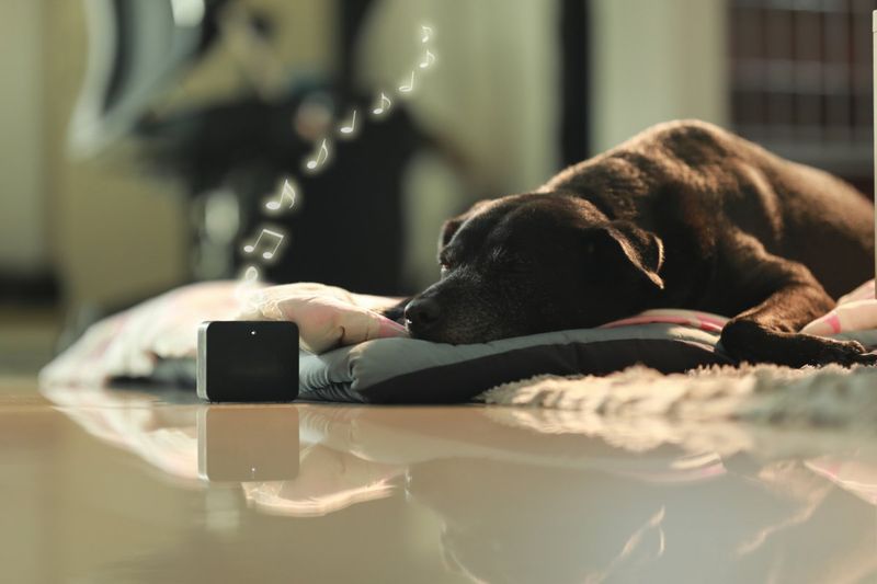 Listening to Your Voice