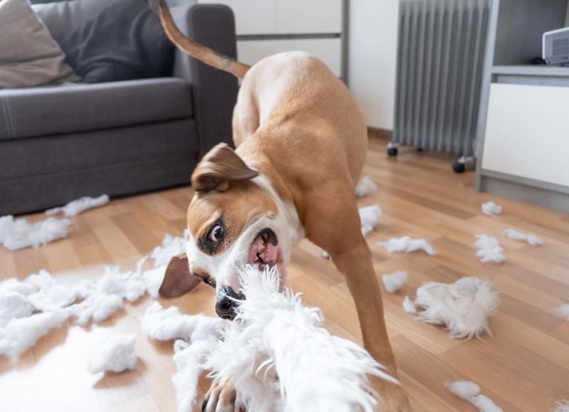 Destructive Behavior