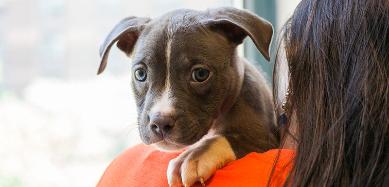 Understanding Breed Legislation