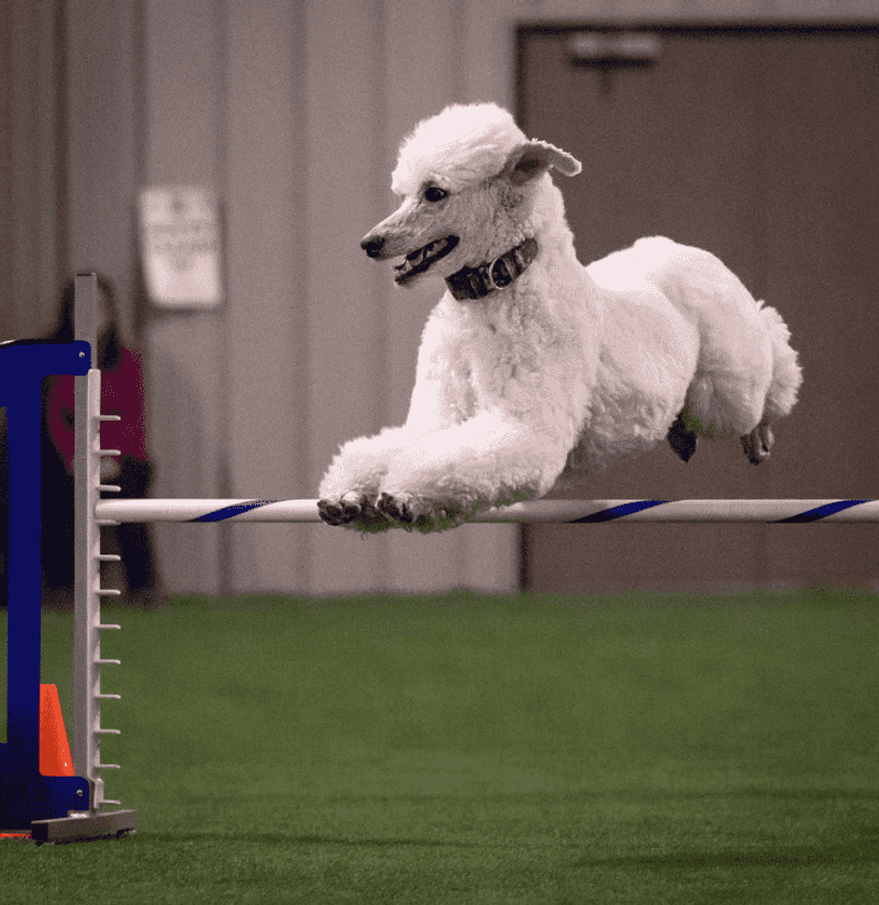Agile and Energetic